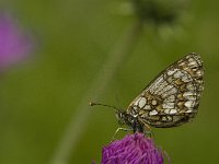 Melitaea athalia 45, Bosparelmoervlinder, Saxifraga-Jan van der Straaten