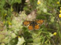 Melitaea athalia 48, Bosparelmoervlinder, Saxifraga-Willem van Kruijsbergen