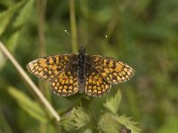 Melitaea athalia 49, Bosparelmoervlinder, Saxifraga-Willem van Kruijsbergen