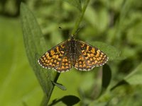 Melitaea athalia 51, Bosparelmoervlinder, Saxifraga-Willem van Kruijsbergen