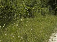 Melitaea athalia 6, Bosparelmoervlinder, habitat, F, Isere, Miribel-Lanchatre, Saxifraga-Marijke Verhagen