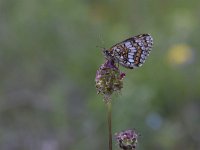 Melitaea athalia 65, Bosparelmoervlinder,  Saxifraga-Luuk Vermeer