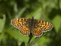 Melitaea athalia 8, Bosparelmoervlinder, Saxifraga-Willem van Kruijsbergen