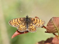 Melitaea athalia 80, Bosparelmoervlinder, Saxifraga-Luuk Vermeer