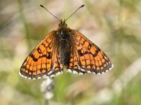 Melitaea athalia 82, Bosparelmoervlinder, Saxifraga-Luuk Vermeer