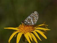 Melitaea athalia 88, Bosparelmoervlinder, Saxifraga-Luuk Vermeer