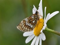 Melitaea athalia 90, Bosparelmoervlinder, Saxifraga-Luuk Vermeer