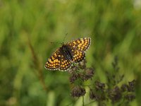 Melitaea athalia 91, Bosparelmoervlinder, Saxifraga-Luuk Vermeer