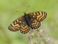 Melitaea athalia 93, Bosparelmoervlinder, Saxifraga-Luuk Vermeer