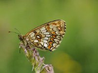 Melitaea athalia 94, Bosparelmoervlinder, Saxifraga-Luuk Vermeer