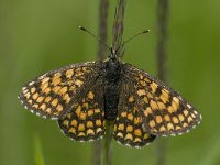 Melitaea aurelia 10, Steppeparelmoervlinder, female, Saxifraga-Jan van der Straaten