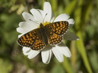 Melitaea aurelia 17, Steppeparelmoervlinder, male, Saxifraga-Marijke Verhagen