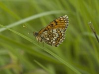 Melitaea aurelia 19, Steppeparelmoervlinder, Saxifraga-Jan van der Straaten