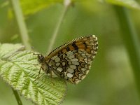 Melitaea aurelia 2, Steppeparelmoervlinder, female, Saxifraga-Marijke Verhagen