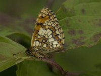 Melitaea aurelia 20, Steppeparelmoervlinder, Saxifraga-Jan van der Straaten