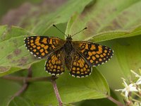 Melitaea aurelia 21, Steppeparelmoervlinder, Saxifraga-Jan van der Straaten