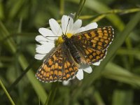 Melitaea aurelia 4, Steppeparelmoervlinder, female, Saxifraga-Marijke Verhagen