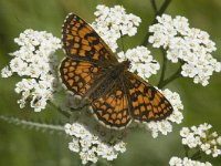 Melitaea aurelia 5, Steppeparelmoervlinder, female, Saxifraga-Jan van der Straaten