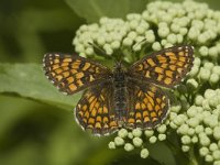 Melitaea aurelia 6, Steppeparelmoervlinder, female, Saxifraga-Marijke Verhagen