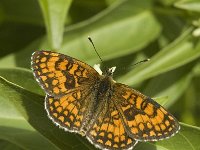 Melitaea aurelia 8, Steppeparelmoervlinder, female, Saxifraga-Jan van der Straaten