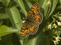 Melitaea aurelia 9, Steppeparelmoervlinder, female, Saxifraga-Jan van der Straaten