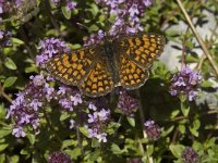 Melitaea aurelia 14, Steppeparelmoervlinder, male, Saxifraga-Jan van der Straaten