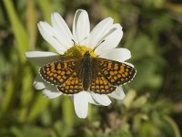 Melitaea aurelia 15, Steppeparelmoervlinder, male, Saxifraga-Marijke Verhagen