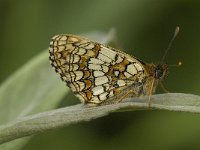 Melitaea aurelia 18, Steppeparelmoervlinder, Saxifraga-Jan van der Straaten