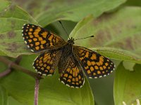 Melitaea aurelia 22, Steppeparelmoervlinder, Saxifraga-Jan van der Straaten