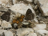 Melitaea aurelia 23, Steppeparelmoervlinder, Saxifraga-Marijke Verhagen