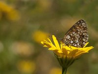 Melitaea aurelia 24, Steppeparelmoervlinder, Saxifraga-Marijke Verhagen