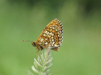 NOVO SELO-SAPRANCE. MELITAEA AURELIA.