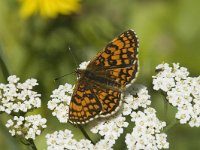 Melitaea aurelia 3, Steppeparelmoervlinder, male, Saxifraga-Jan van der Straaten