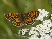 Melitaea aurelia 7, Steppeparelmoervlinder, female, Saxifraga-Jan van der Straaten