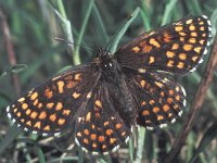 Melitaea britomartis 2, Oostelijke parelmoervlinder, female, Saxifraga-Frits Bink