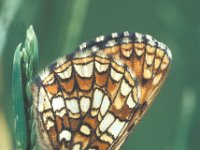 Melitaea britomartis 3, Oostelijke parelmoervlinder, male, Saxifraga-Frits Bink