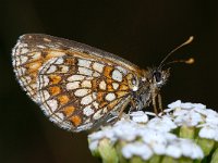 Melitaea britomartis 5, Oostelijke parelmoervlinder, Saxifraga-Peter Gergely