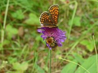 Melitaea britomartis 10, Oostelijke parelmoervlinder, Saxifraga-Hans Groothuis