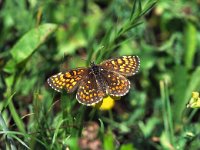 Melitaea britomartis 4, Oostelijke parelmoervlinder, Vlinderstichting-Albert Vliegenthart