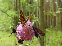 Melitaea britomartis 7, Oostelijke parelmoervlinder, Saxifraga-Hans Groothuis