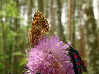 Melitaea britomartis 8, Oostelijke parelmoervlinder, Saxifraga-Hans Groothuis