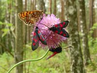 Melitaea britomartis 9, Oostelijke parelmoervlinder, Saxifraga-Hans Groothuis