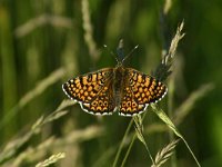 Melitaea cinxia 11, Veldparelmoervlinder, Saxifraga-Dirk Hilbers