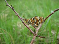 Melitaea cinxia 12, Veldparelmoervlinder, Saxifraga-Mireille de Heer