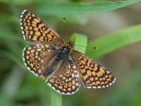 Melitaea cinxia 13, Veldparelmoervlinder, Saxifraga-Arthur van Dijk