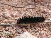 Melitaea cinxia 16, Veldparelmoervlinder, larva,  Saxifraga-Kars Veling