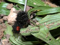 Melitaea cinxia 18, Veldparelmoervlinder, larva,  Saxifraga-Kars Veling