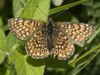 Melitaea cinxia 2, Veldparelmoervlinder, female, Saxifraga-Marijke Verhagen