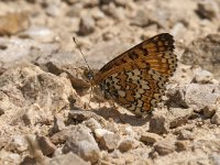 Melitaea cinxia 20, Veldparelmoervlinder, Saxifraga-Jan van der Straaten