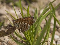 Melitaea cinxia 21, Veldparelmoervlinder, Saxifraga-Jan van der Straaten